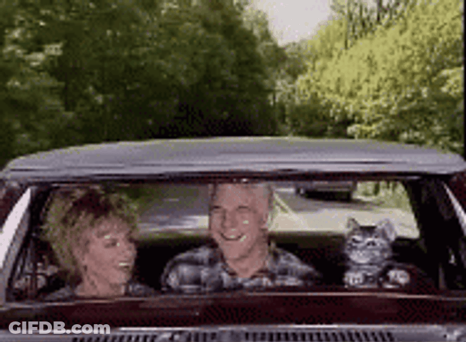 Toonces The Driving Cat GIF