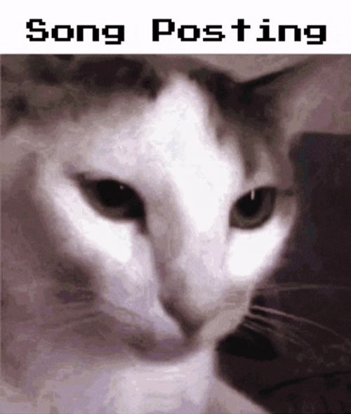 Toothless Dancing Meme Song Posting Cat GIF