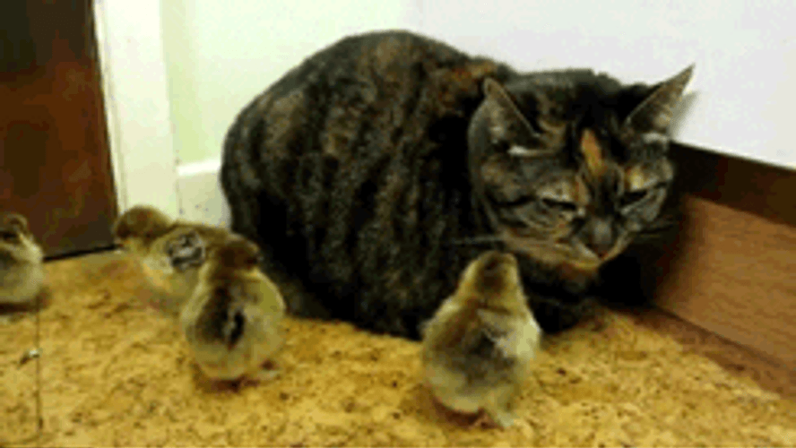 Tortoiseshell Grumpy Cat With Chicks GIF