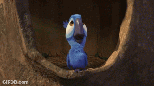Toucan And Blue Bird Standing On Building GIF