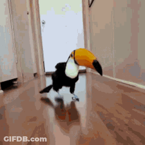 Toucan Bird Funny Dance GIF