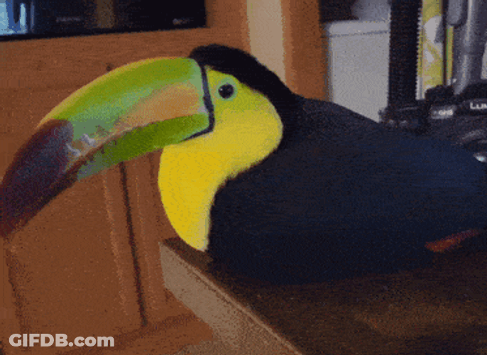 Toucan Bird GIF