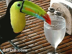Toucan Drinking Glass Of Water GIF
