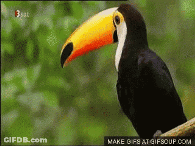 Toucan GIF