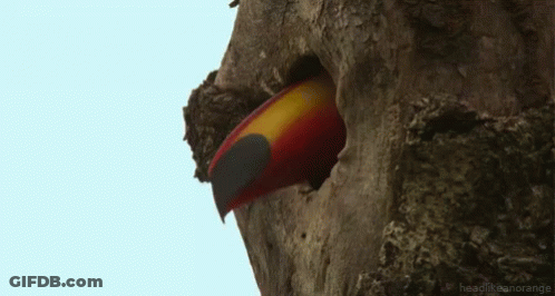 Toucan Looking Out Of Tree Hole GIF