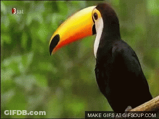 Toucan On Tree Branch With Make Gifs Button GIF