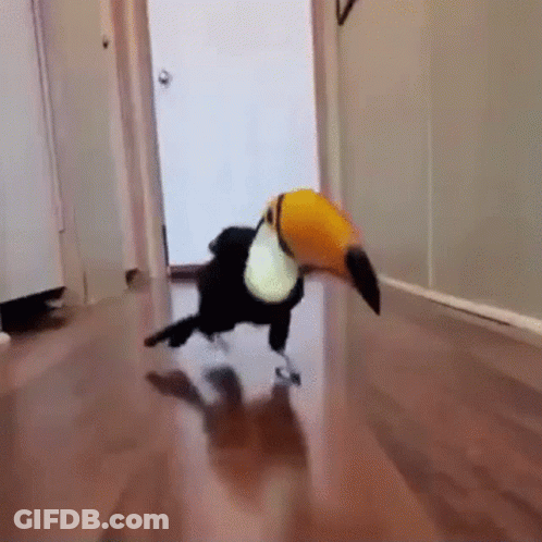 Toucan Running Down Hallway With Door GIF