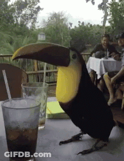 Toucan Sitting Beside Glass Of Soda GIF