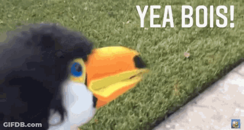 Toucan Smf GIF