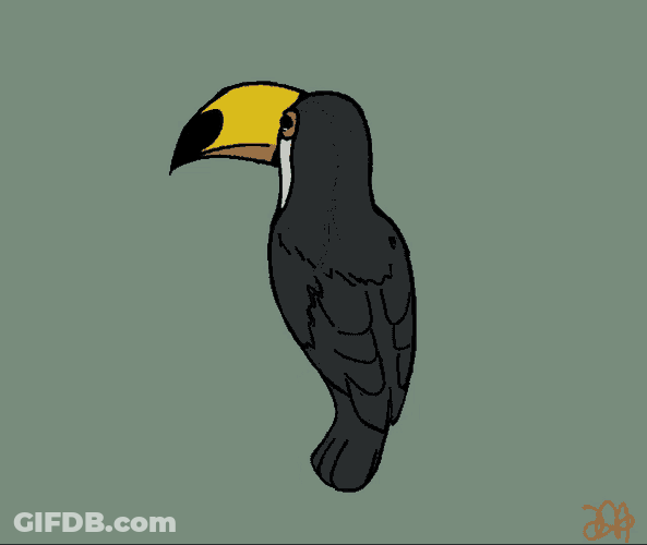 Toucan Spin GIF