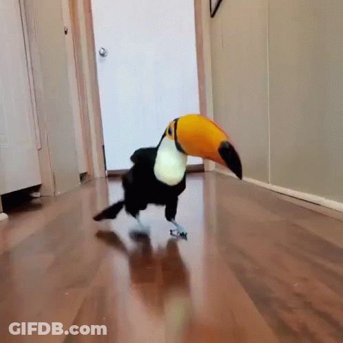 Toucan Walking Down Hallway With Door GIF