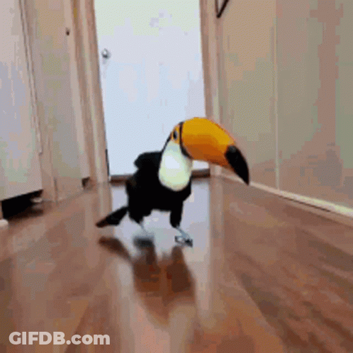 Toucan Walking Down Hallway With Large Beak GIF