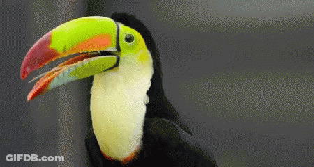 Toucan With Large Beak GIF
