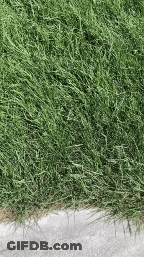 Touch Cenchrus Ciliaris Grass GIF