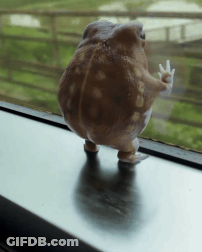 Toy Frog Standing On Window Sill GIF