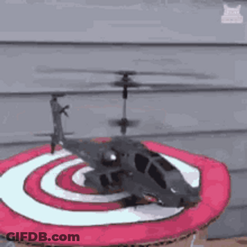 Toy Helicopter Take Off Dog's Head GIF