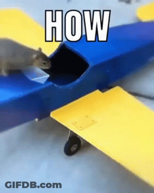 Toy Plane Piloted By Cat How Funny GIF