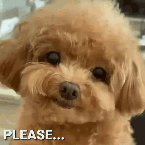 Toy Poodle Please GIF