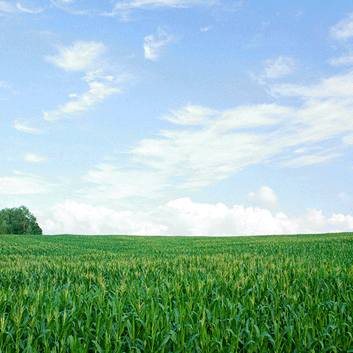 Tractor Across The Corn Field GIF