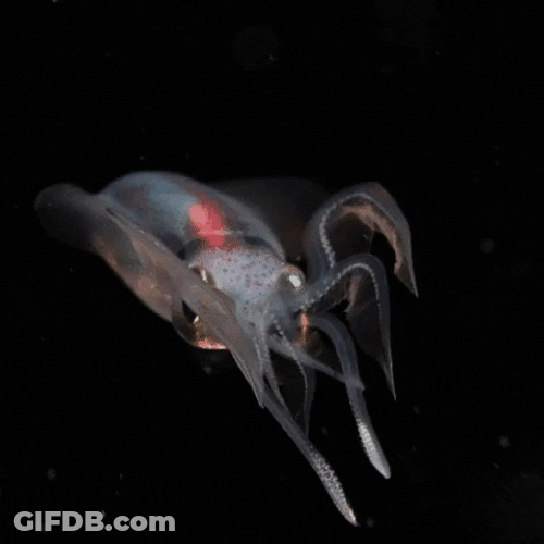 Transparent Squid Swimming GIF