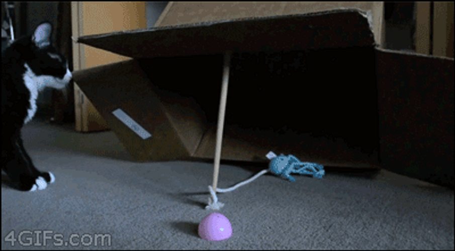 Trap The Big Black Cat GIF