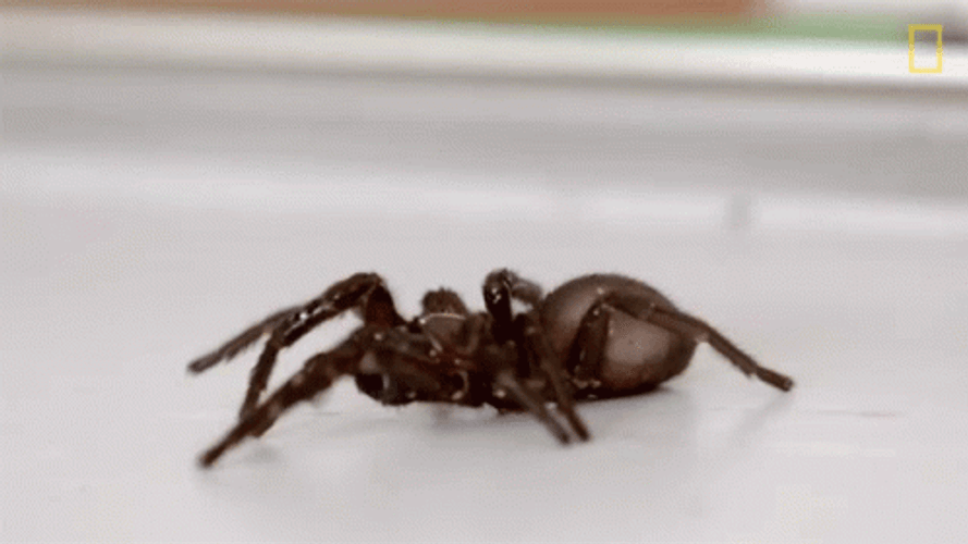 Trapdoor Spider Crawling GIF