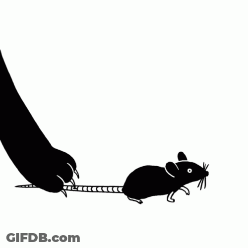 Trapped Mouse Catches By Cat GIF
