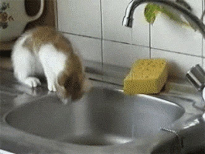 Trash Can Trap For Cat GIF