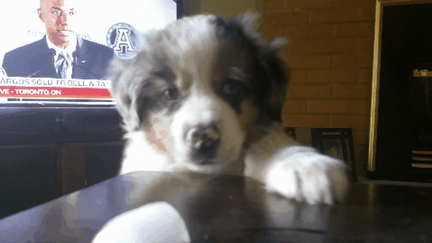 Treat Thief Puppy Jumping GIF