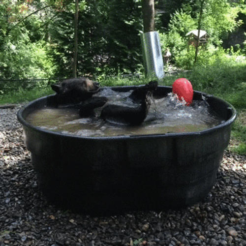 Treat Yo Self Black Bear Bath GIF