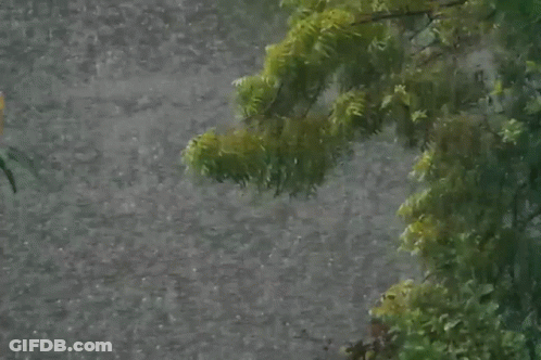 Tree Branch Hanging Over Water In Rain GIF