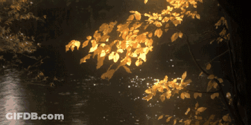 Tree Branch With Yellow Leaves GIF