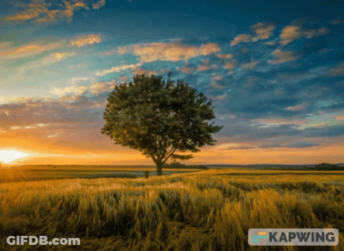 Tree In Field With Kapwing GIF