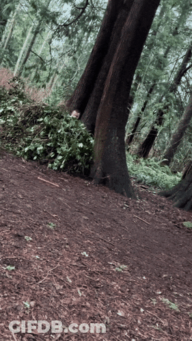 Tree In Forest With Leaves On Ground GIF