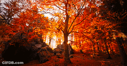 Tree In Forest With Orange Leaves GIF