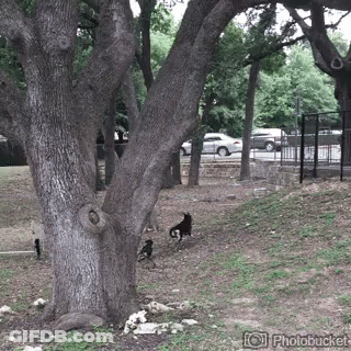 Tree In Park GIF