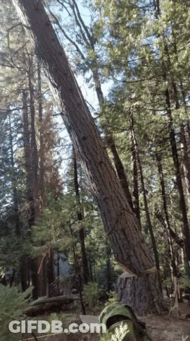 Tree Killer GIF