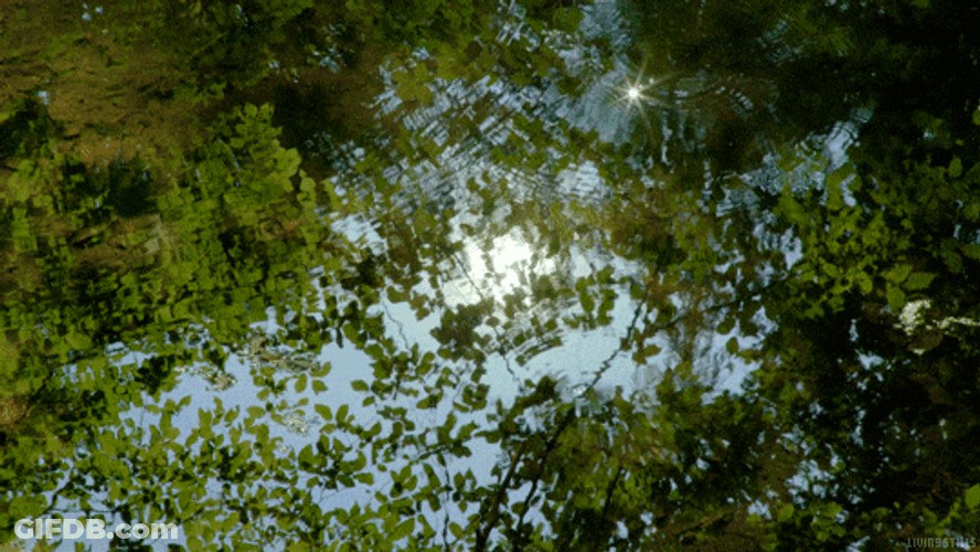 Tree Leaves Reflection On Water GIF