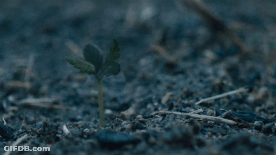 Tree Sapling Growth GIF