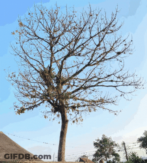 Tree Season Leaves Growth GIF