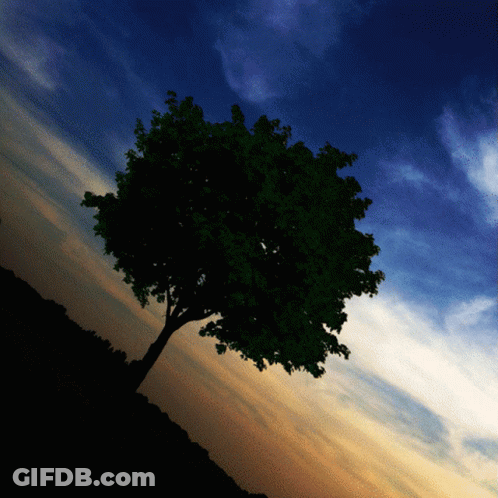 Tree Silhouetted Against Sunset Sky With Clouds GIF