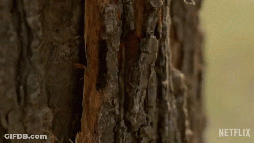Tree Trunk With Missing Wood GIF