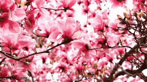Tree With Pink Flowers GIF