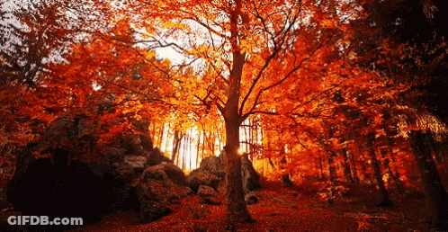 Tree With Red Leaves In Forest GIF