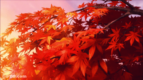 Tree With Red Leaves GIF