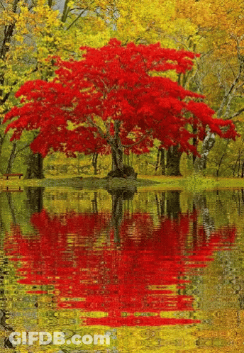 Tree With Red Leaves Reflected In Water GIF