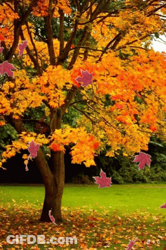 Tree With Yellow And Pink Leaves On Ground GIF