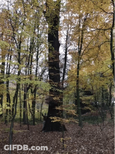 Tree With Yellow Leaves In Forest GIF