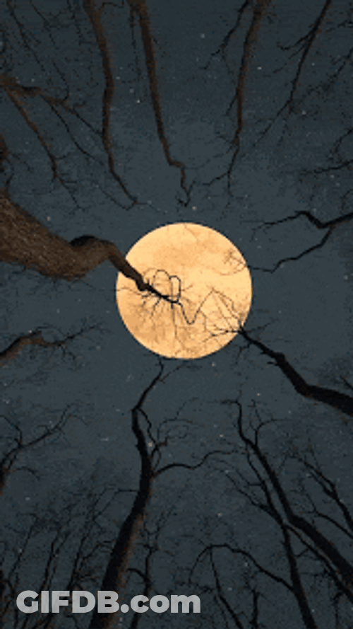 Trees Full GIF