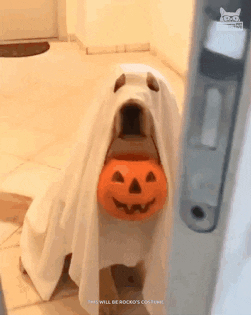 Trick Or Treat Halloween GIF